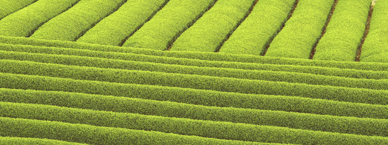 tea plantation